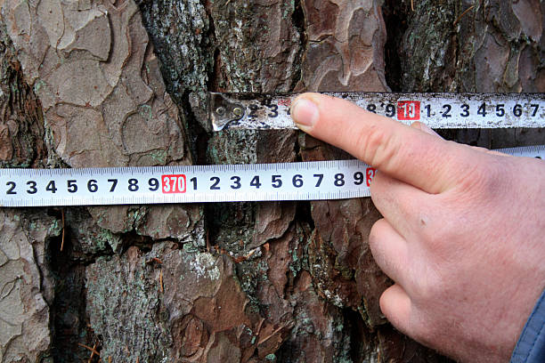 istock measurement of girth pine 526839481