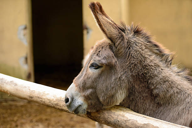 istock Gray Italian Sardinian Donkey 526840433