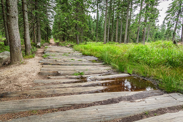 istock Wooden mountain trail in the forest 526840811