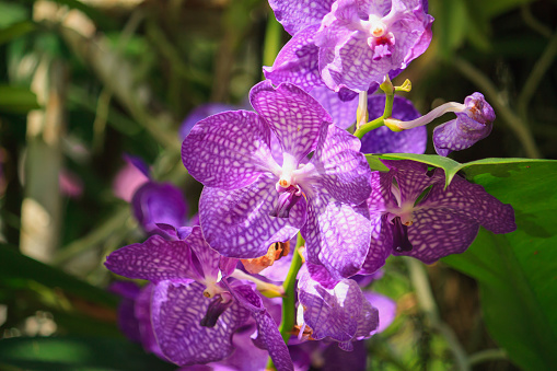 Beautiful Vanda orchid flowers close up