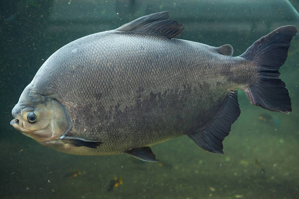 istock Tambaqui (Colossoma macropomum), also known as the giant pacu. 526842512