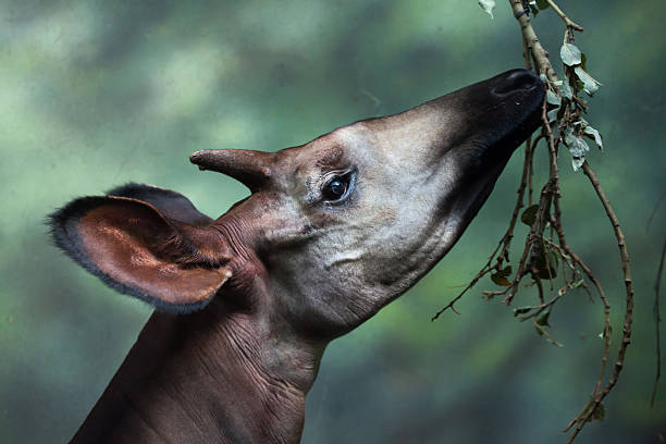 Okapi Stock Photo - Download Image Now - Okapi, Animal, Animal