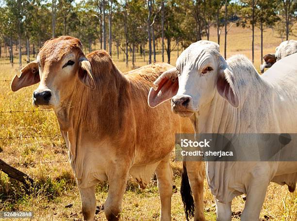 Pup Sapi Industri Sapi Sapi Sapi Australia Sapi Brahman Merah Dan Abuabu Foto ...