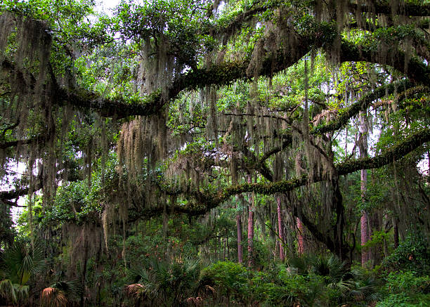 istock Live Oak Trees - Quercus virginiana 526843228