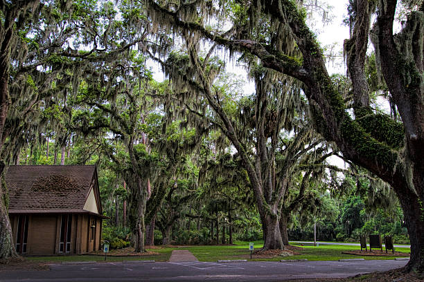 istock Live Oak Trees By Church 526843514