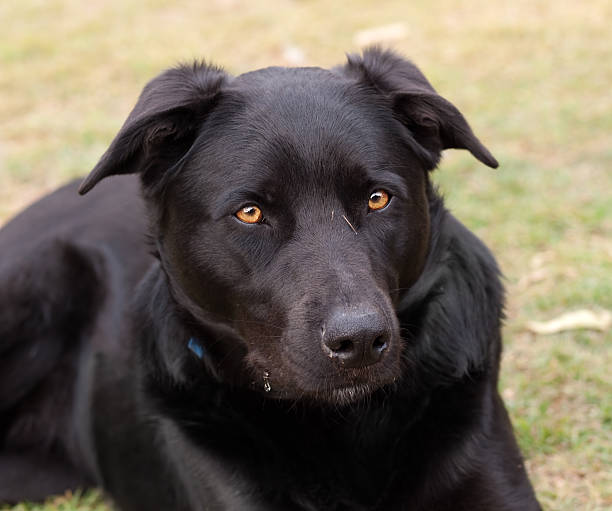 istock Australian working dog black kelpie pure breed 526843524