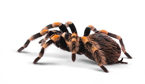 Mexican redknee tarantula Mexican redknee tarantula isolated on whiteMexican redknee tarantula isolated on white hairy insect stock pictures, royalty-free photos & images