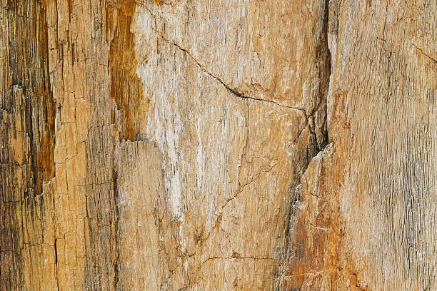 Closeup background texture photo of petrified ancient wood changing into stone by nature