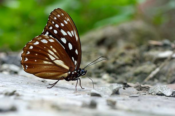 istock Taiwan markings eye butterfly 526846570