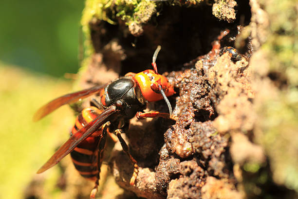 istock Japanese giant hornet 526847626