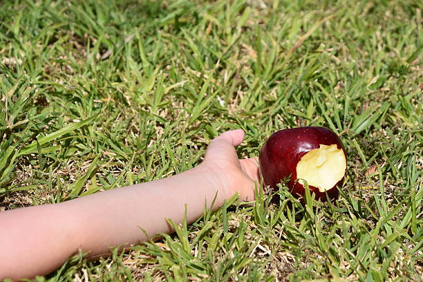 인공눈 인명별 - drop red delicious apple apple fruit 뉴스 사진 이미지