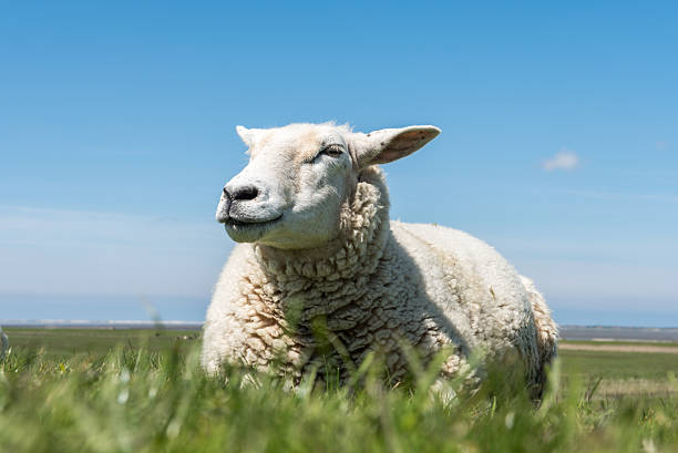 animal on dike in Ostfriesland, Germany