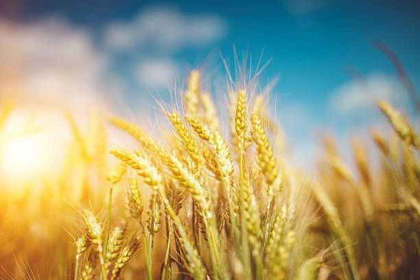 istock Field of gold 526849960