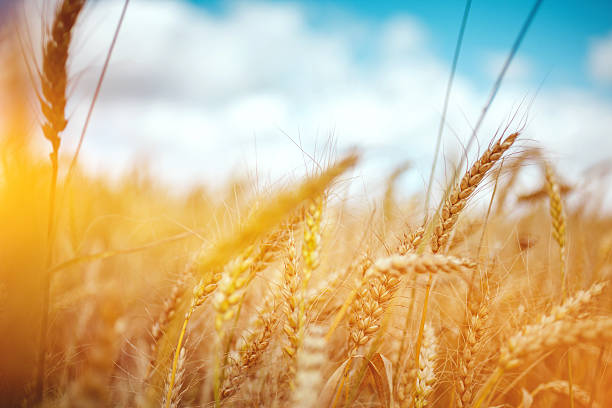 istock Field of gold 526850900