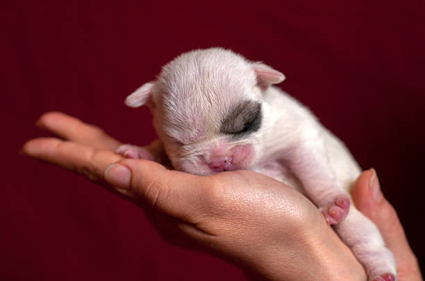 istock English bulldog puppy 526854481