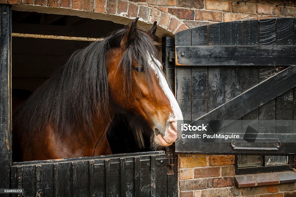 Horse in stable Dark brown horse looking out of stable Shire Horse Stock Photo