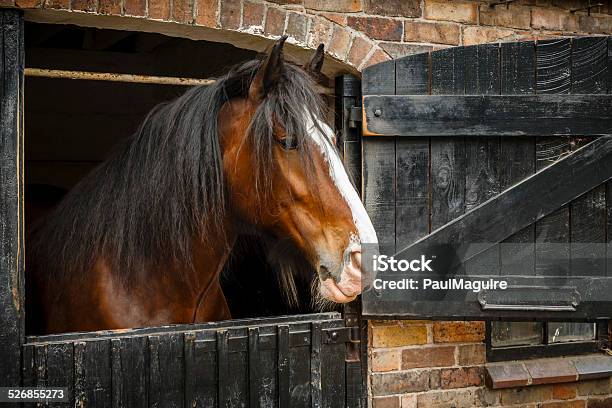 Horse In Stable Stock Photo - Download Image Now - Shire Horse, Horse, Stud Farm