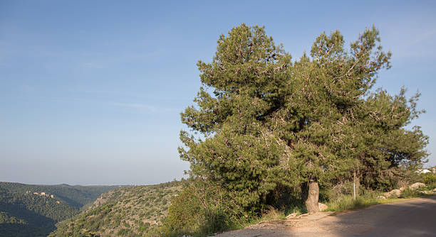 Pinus halepensis, west Galilee Israel