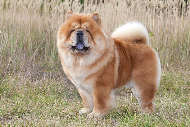 rassehund chow chow - chow stock-fotos und bilder