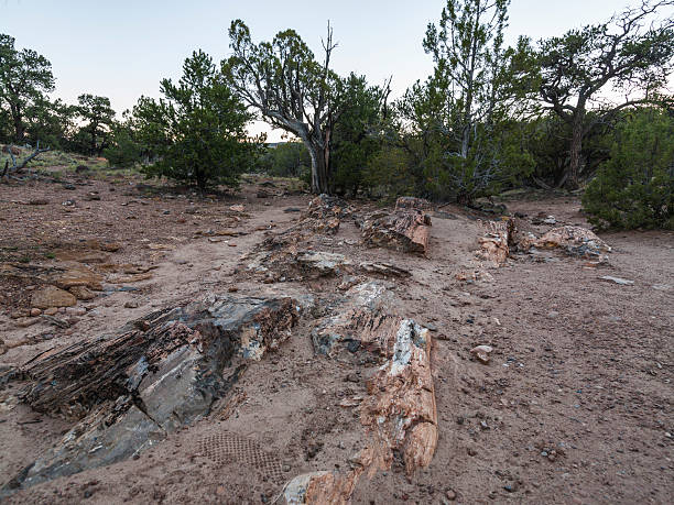 Escalante Petrified Forest State Park (Utah): petrified trees.
