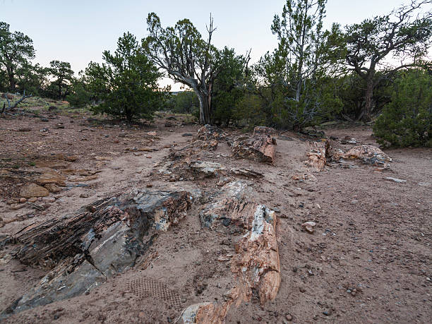 Escalante Petrified Forest State Park (Utah): petrified trees. USA, State of Utah. Garfield County. Escalante Petrified Forest State Park: petrified trees. petrified wood stock pictures, royalty-free photos & images