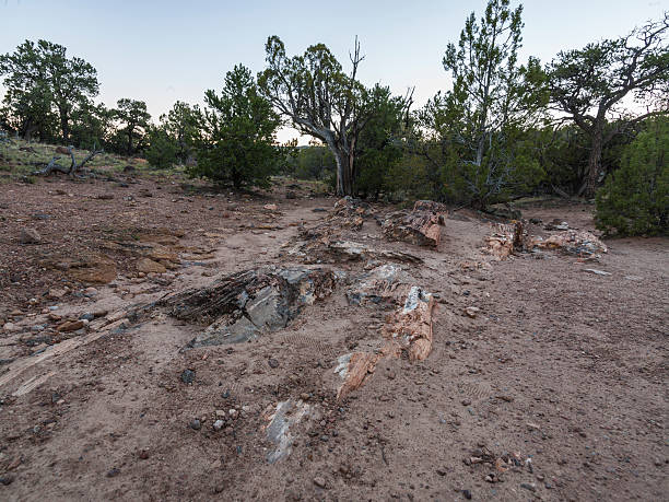 istock Escalante Petrified Forest State Park (Utah): petrified trees. 526856891