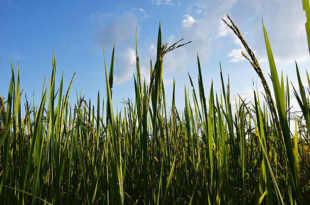 istock Green rice field in the evening 526857289