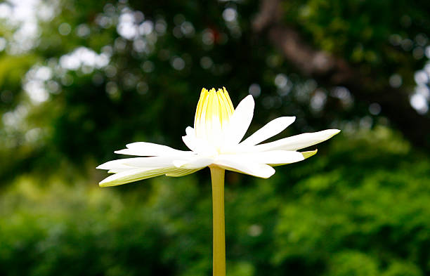 istock Beauty lotus flower 526857379