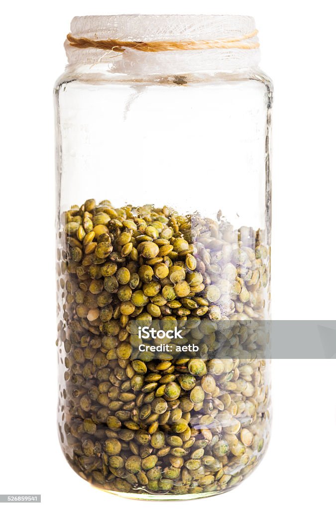 Wet Sprouting french Lentils in a Glass Jar Wet Sprouting french Lentils in a Glass Jar Isolated on White background Jar Stock Photo