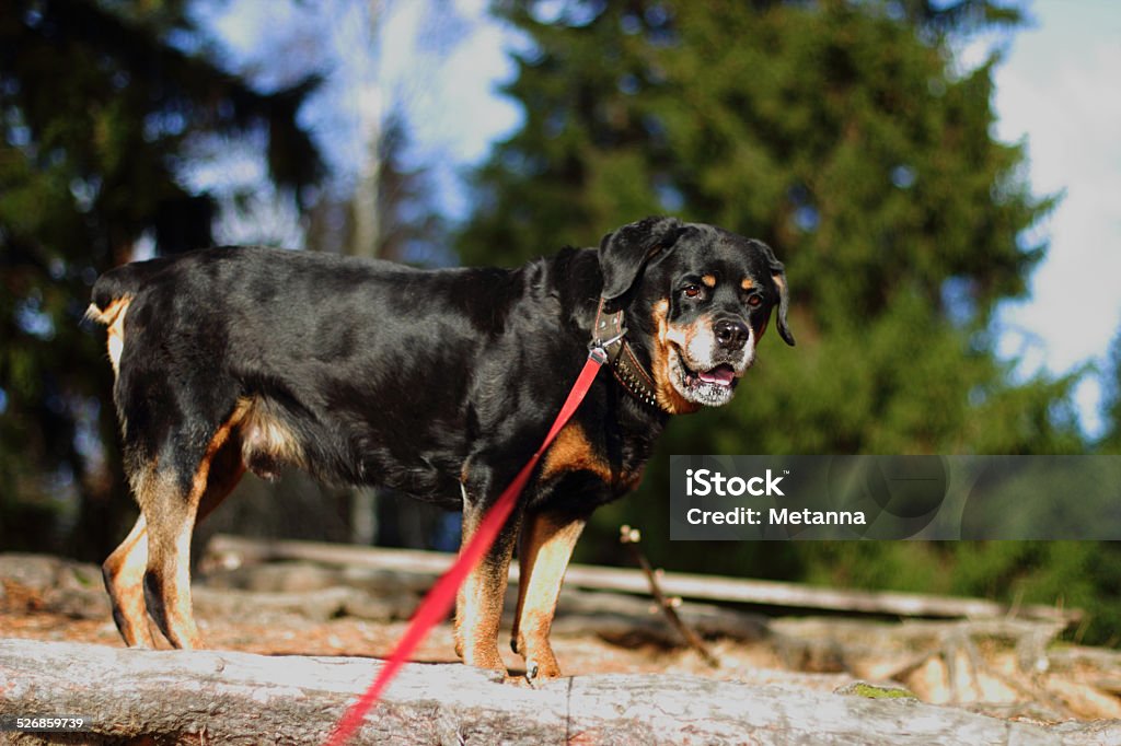 Adult Rottweiler Adult Rottweiler in nature Aggression Stock Photo