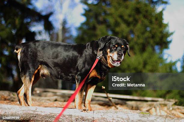 Adult Rottweiler Stock Photo - Download Image Now - Aggression, Beauty In Nature, Color Image