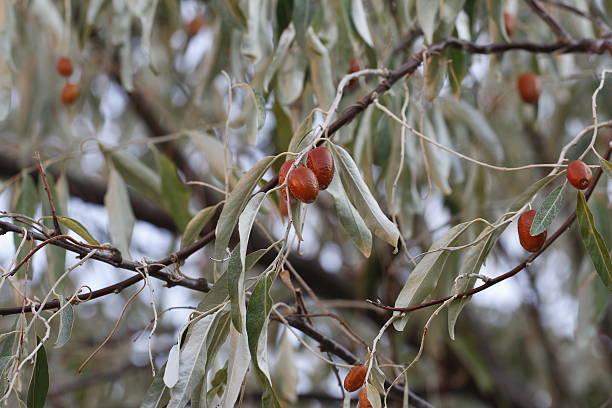 Silverberry or Oleaster Silverberry or Oleaster elaeagnus angustifolia stock pictures, royalty-free photos & images