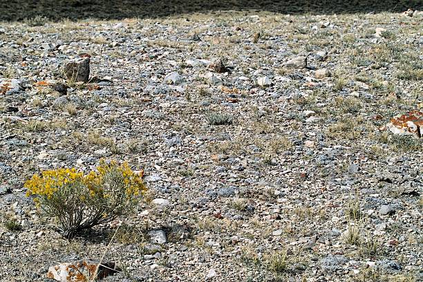 Stony fundo com Bush - fotografia de stock