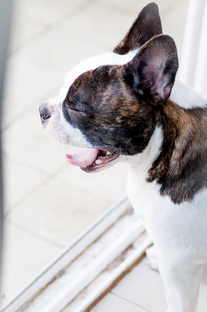 istock yawn French bulldog 526877123