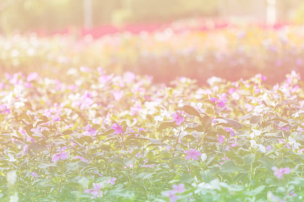 The flower garden soft focus with pastel tonesflowers soft focus with pastel tones.
