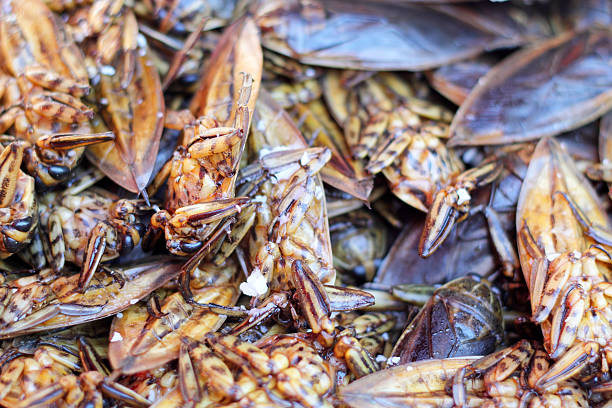 istock close up of fried insect 526877921