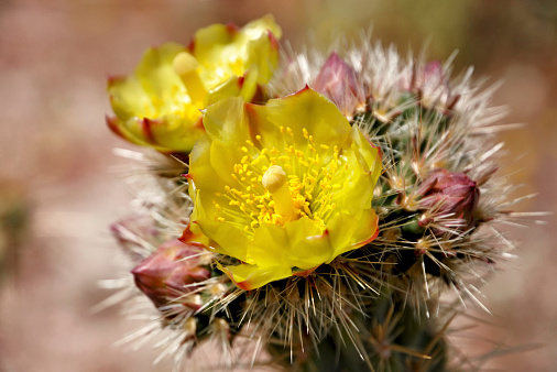 Selective focus on a yellow Buckhorn Cholla Cactus flower growing in California's Anza-Borrega Desert State Park.