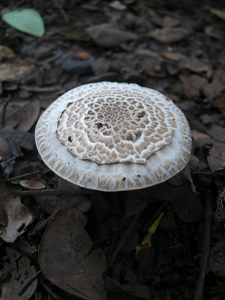 Amanita rubescens var alba, Amanita rubescens var alba, Basidiomycetes, Agaricales, Amanitaceae, Amanita, India. This mushroom is a white, stocky variety of the well known "blushing" species, Amanita rubescens. amanita rubescens stock pictures, royalty-free photos & images