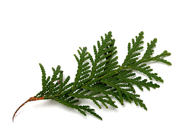 istock Branch of thuja isolated on white background 526878831