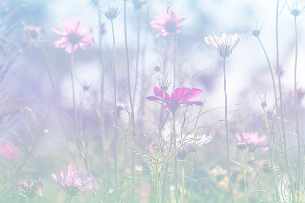 istock flowers soft focus with pastel tones. 526878985