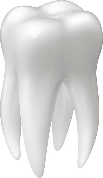 Vector molar tooth icon vector art illustration