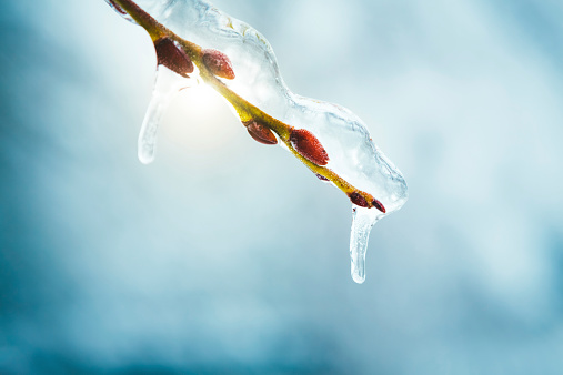 Branch Covered With Ice