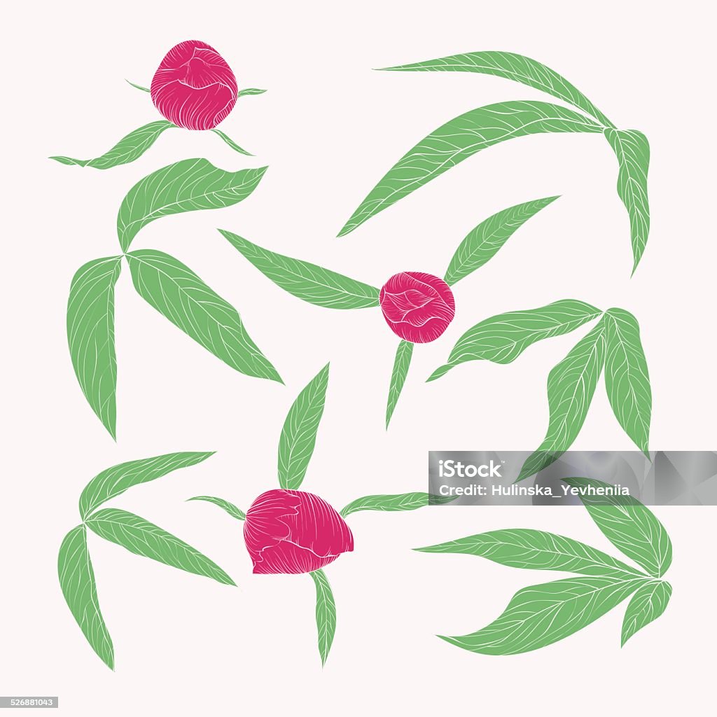 set of beautiful peony leaves and buds  isolated on white. set of beautiful peony leaves and buds in vintage colors isolated on white. Hand-drawn contour lines and strokes. Abstract stock vector