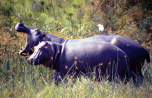 히포스 파피루스 습지 황로 비룽가 국립 공원 콩고에 아프리카 - virunga national park 뉴스 사진 이미지