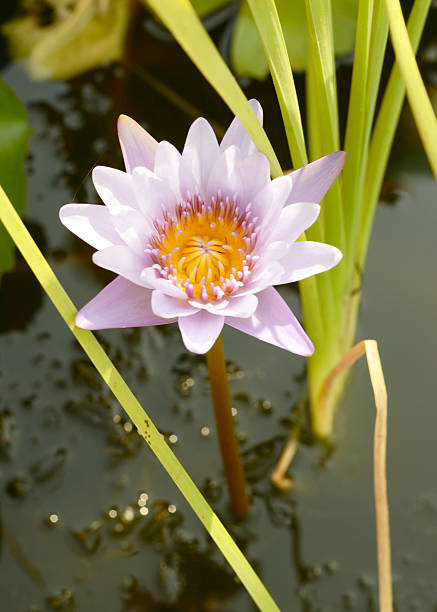 Water lily with close up background stock photo