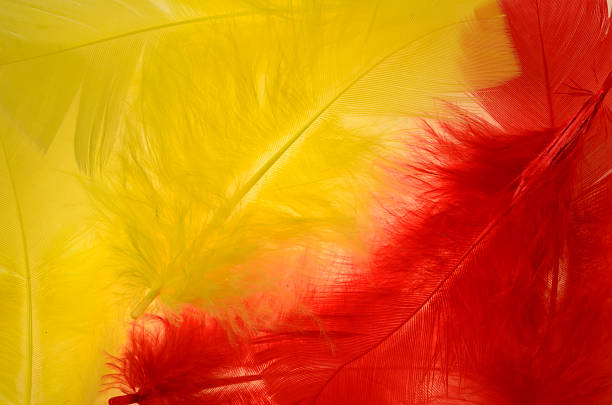 feather-frame - feather boa feather isolated red stock-fotos und bilder