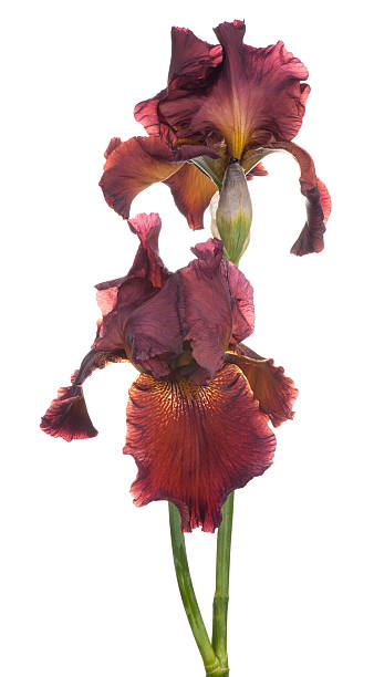 iris Studio Shot of Red Colored Iris Flowers Isolated on White Background. Large Depth of Field (DOF). Macro. Emblem of France. deep focus stock pictures, royalty-free photos & images