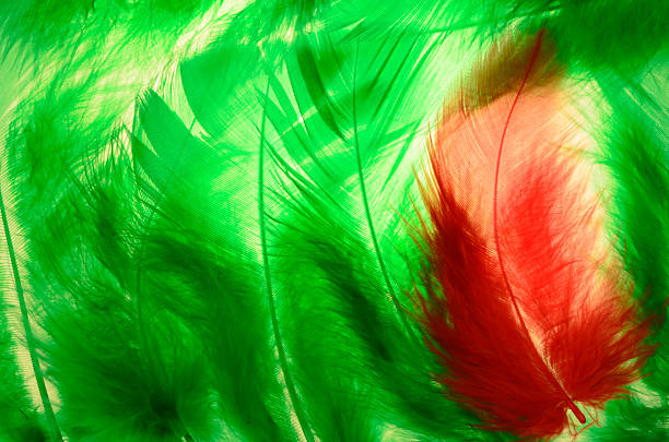 cadre de plumes - feather boa feather isolated red photos et images de collection