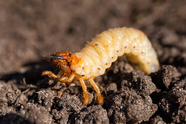 istock White grub of a cockchafer 526883705