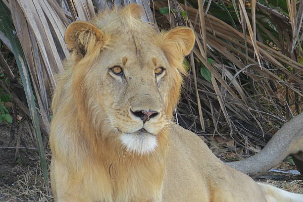 istock Male Lion in the Selous Game Reserve 526884101